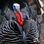 Designing turkey calls that work takes patience - but I love it!